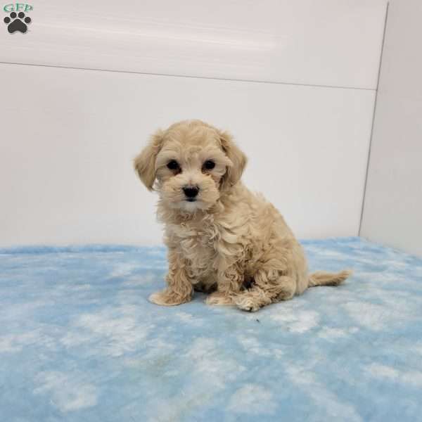 Mel, Maltipoo Puppy