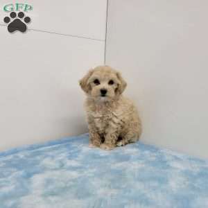 Mel, Maltipoo Puppy