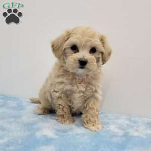Mel, Maltipoo Puppy