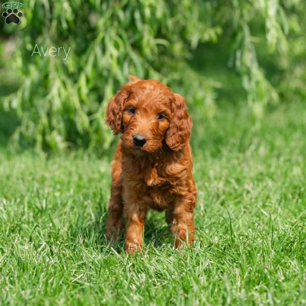 Avery, Irish Doodle Puppy