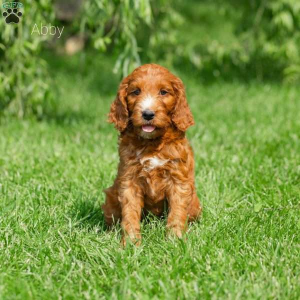 Abby, Irish Doodle Puppy