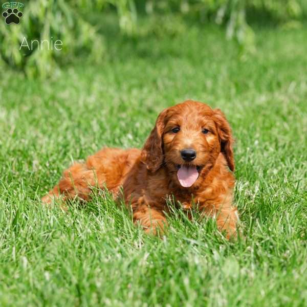 Annie, Irish Doodle Puppy