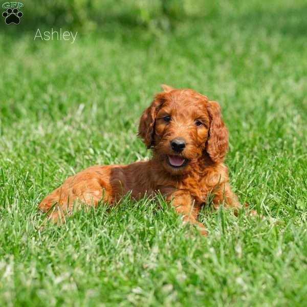 Ashley, Irish Doodle Puppy