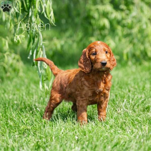 Aspen, Irish Doodle Puppy