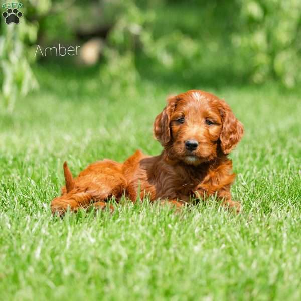 Amber, Irish Doodle Puppy