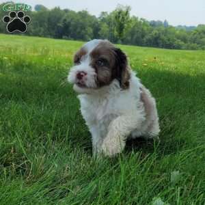 Travis, Cavapoo Puppy