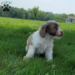 Travis, Cavapoo Puppy