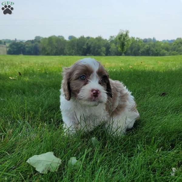 Travis, Cavapoo Puppy