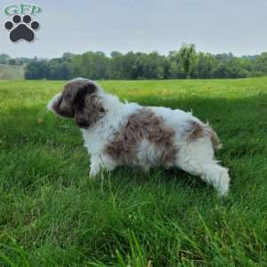 Travis, Cavapoo Puppy