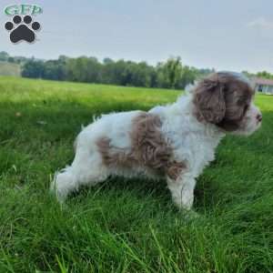 Travis, Cavapoo Puppy