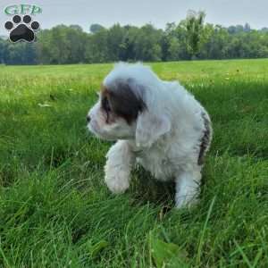 Chief, Cavapoo Puppy