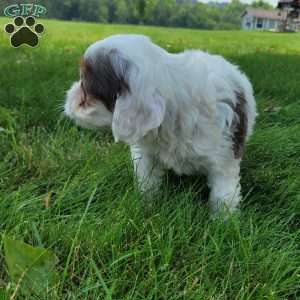 Chief, Cavapoo Puppy
