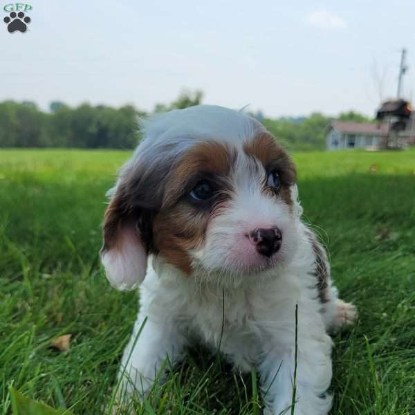 Chief, Cavapoo Puppy