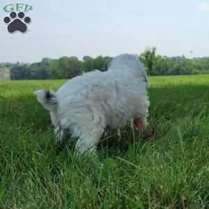 Chief, Cavapoo Puppy