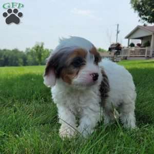 Chief, Cavapoo Puppy