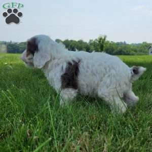 Chief, Cavapoo Puppy