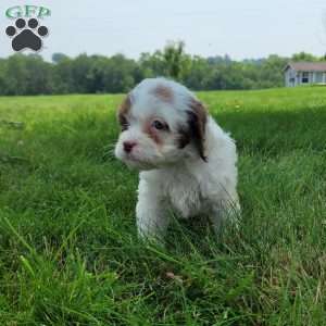 Patches, Cavapoo Puppy