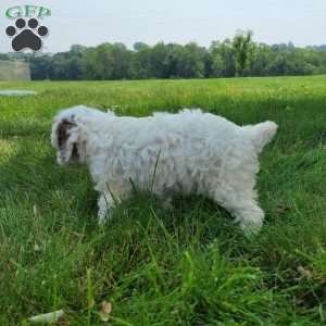 Patches, Cavapoo Puppy