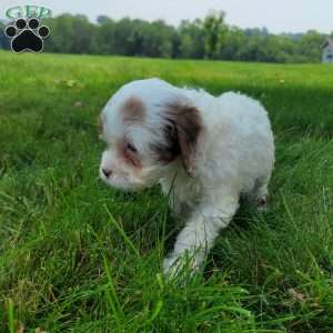 Patches, Cavapoo Puppy