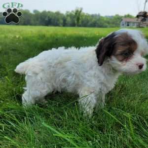 Patches, Cavapoo Puppy
