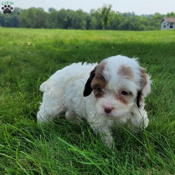 Patches, Cavapoo Puppy