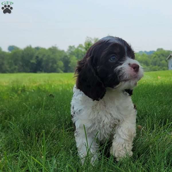 Patches, Cavapoo Puppy