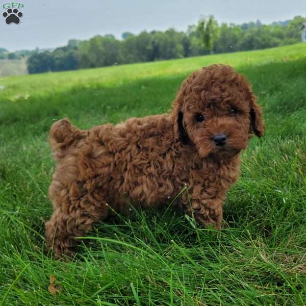 Cody, Bich-Poo Puppy