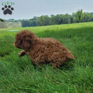 Dasher, Bich-Poo Puppy