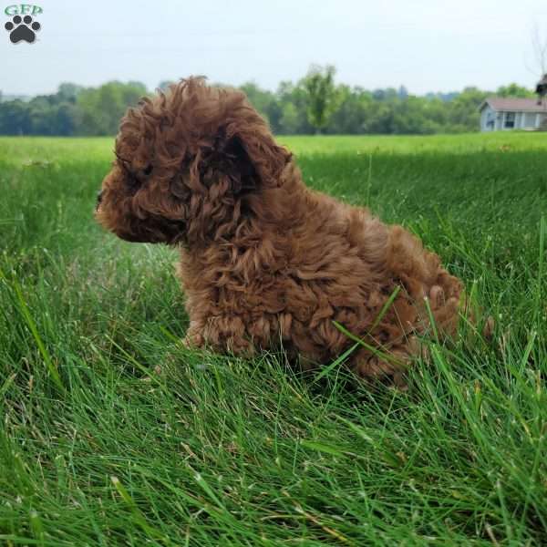 Dasher, Bich-Poo Puppy