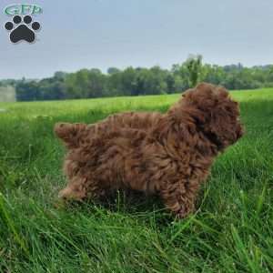 Dasher, Bich-Poo Puppy