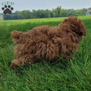 Dasher, Bich-Poo Puppy