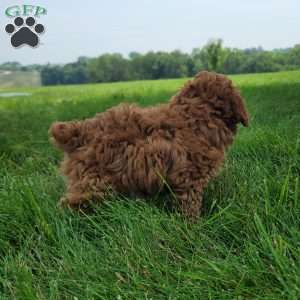 Dasher, Bich-Poo Puppy