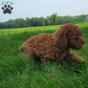 Conner, Bich-Poo Puppy