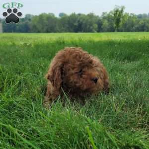 Conner, Bich-Poo Puppy