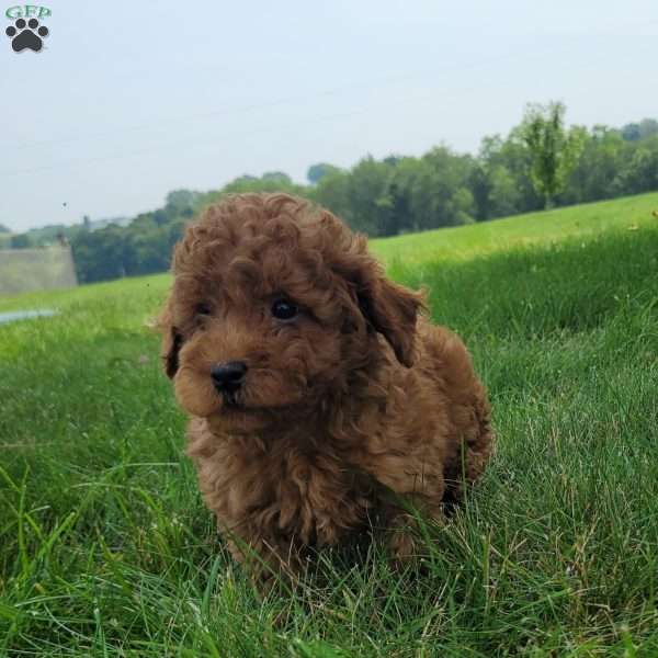 Conner, Bich-Poo Puppy
