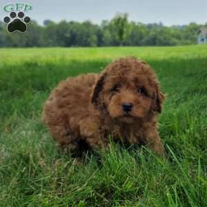 Conner, Bich-Poo Puppy