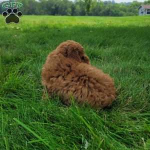 Conner, Bich-Poo Puppy