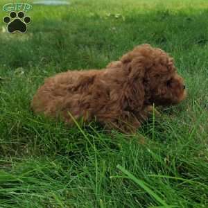 Conner, Bich-Poo Puppy