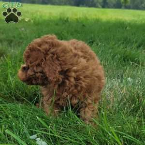 Mia, Bich-Poo Puppy