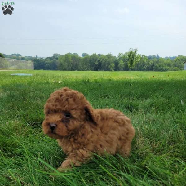 Mia, Bich-Poo Puppy