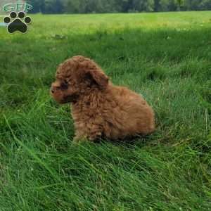 Mia, Bich-Poo Puppy