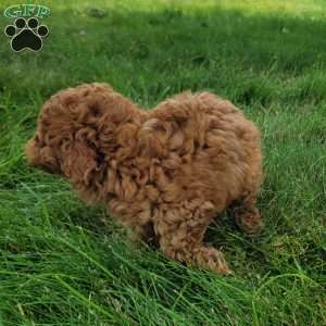 Mia, Bich-Poo Puppy