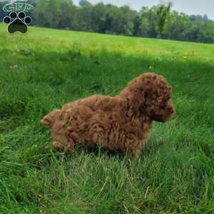 Mia, Bich-Poo Puppy