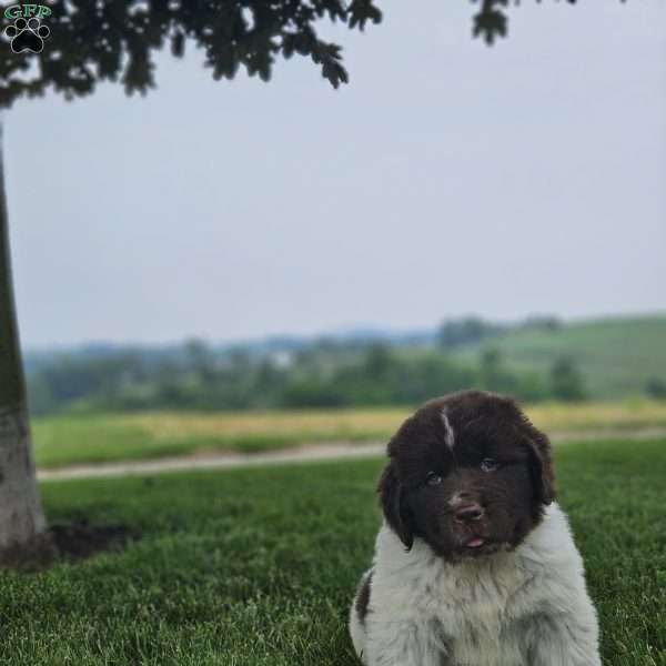 Rex, Newfoundland Puppy