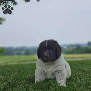 Rex, Newfoundland Puppy