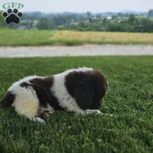 Rex, Newfoundland Puppy