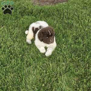 Rex, Newfoundland Puppy