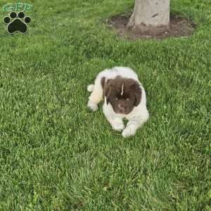 Rex, Newfoundland Puppy