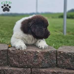 Rex, Newfoundland Puppy