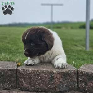 Rex, Newfoundland Puppy